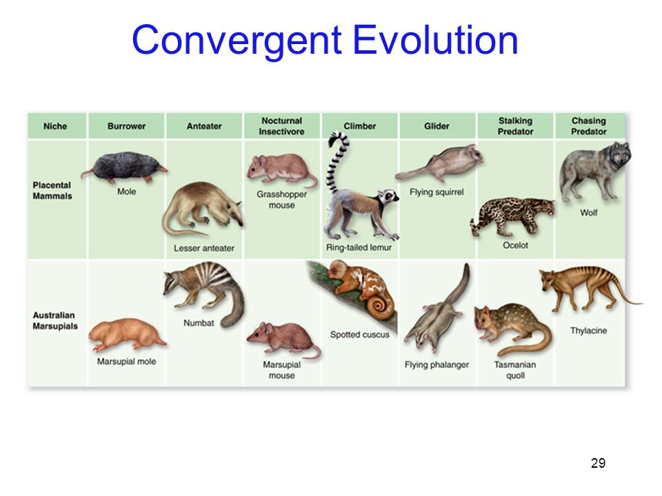 convergence between marsupials and placentals facts